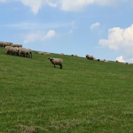 Dom wakacyjny Haus Vier Pfoten - Hundefreundliches An Der Nordsee